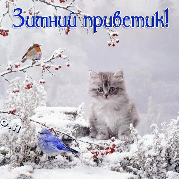 Доброе утро картинки зимние январь 2024. Зимнего настроения и хорошего дня коты. Доброго снежного дня. Привет хорошего зимнего дня. Зимний снежный привет.