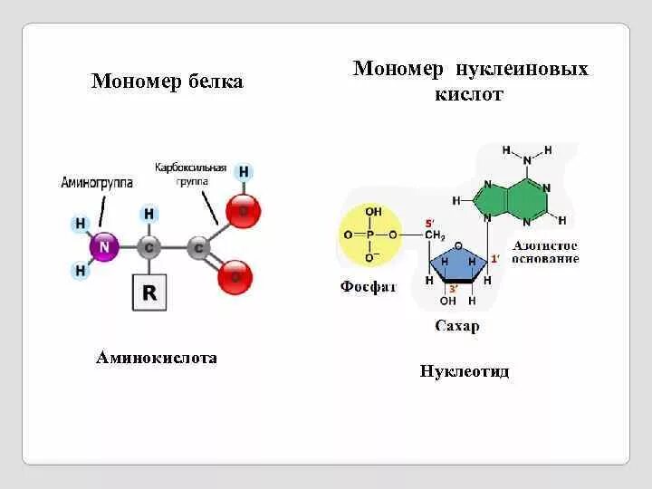 Какую функцию выполняет мономеры