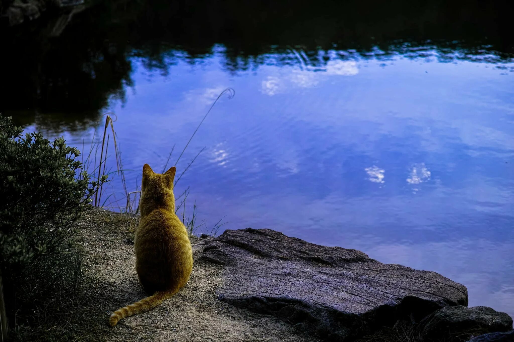 Жадно ловлю. Кот на рыбалке. Кошка у реки. Кот на берегу озера. Кошка для рыбалки.