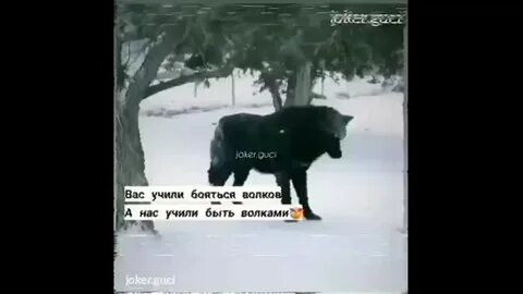 Научу не бойтесь
