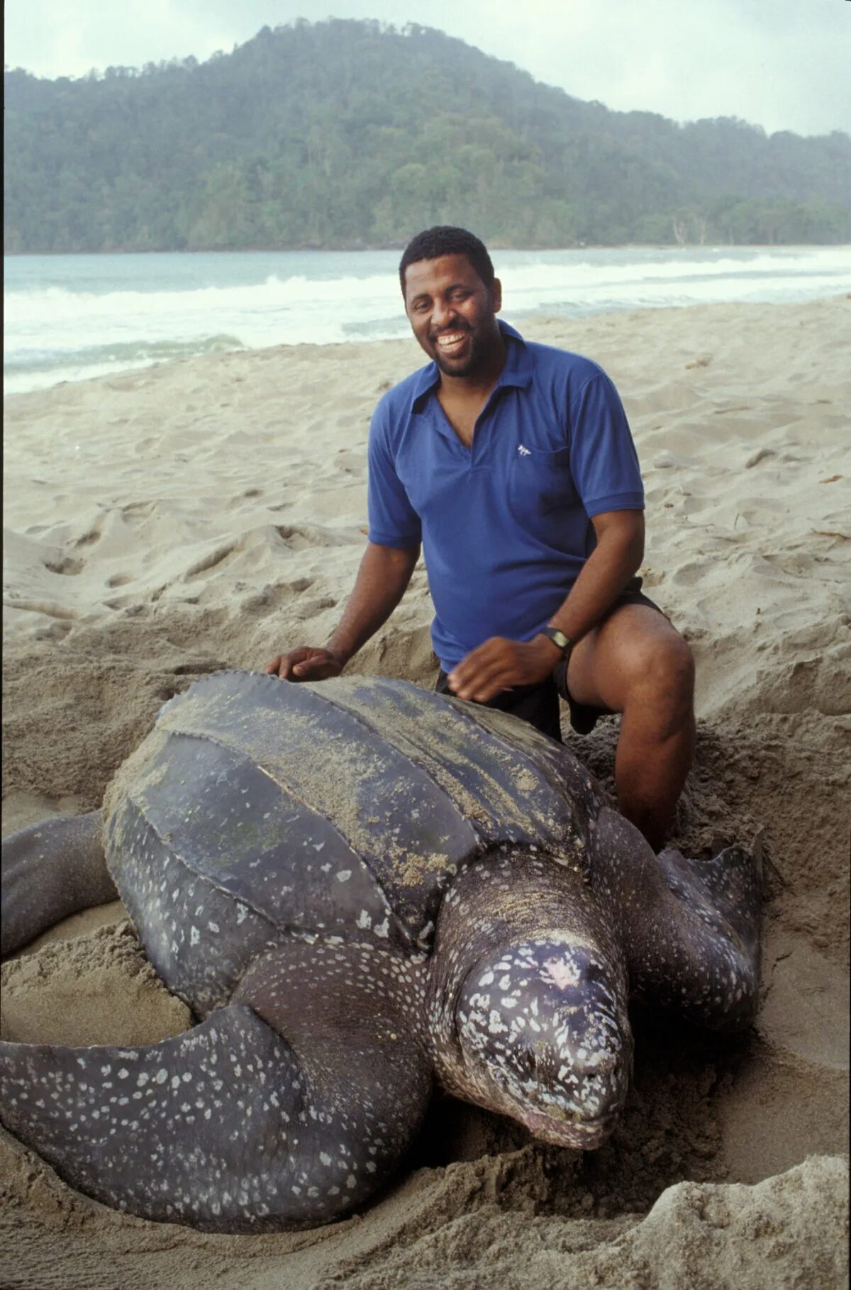 Видео самой большой. Большая кожистая черепаха. Кожистая морская черепаха. Гигантская кожистая морская черепаха. Тихоокеанская кожистая черепаха.