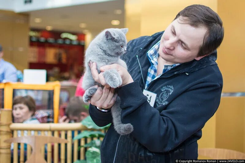 Выставка кошек в Москве. Выставка кошек в Батайске. Выставка котят Красноярск. МЕГАМАГ выставка кошек и зайчиков.
