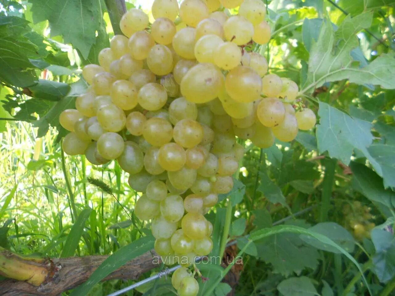 виноград столовый - кишмиш лучистый,. виноград кишмиш венгерский. виноград виноград кишмиш лучистый. сорт винограда столетие кишмиш. описание сорта кишмиша.