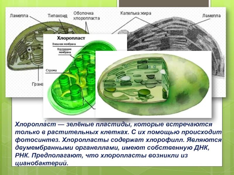 Где находятся хлоропласты. Хлоропласты у цианобактерий. Хлоропласты зеленые пластиды растительной клетки. Цианобактерии пластиды. Хлоропласты содержат хлорофилл.