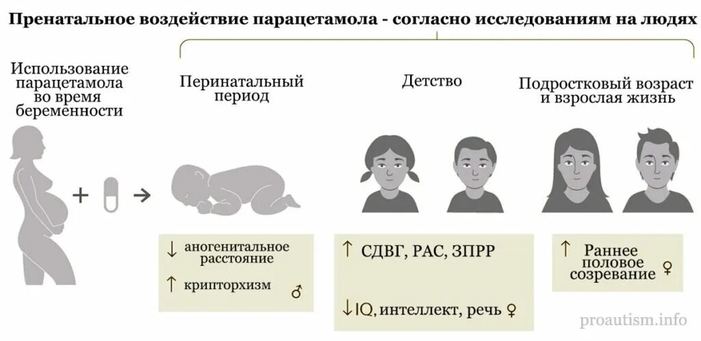 Парацетамол при беременности в 3 триместре можно. Парацетамол беременность. Парацетамол во беременности 1 триместр парацетамол. Токсические влияние парацетамола на плод. Пренатальное программирование.