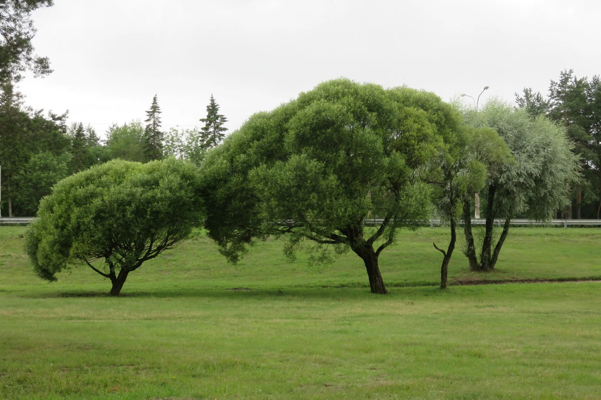 Дерево округлой формы. Ива ломкая (шаровидная) Salix fragilis. Ива ломкая шаровидная. Ива ломкая дерево. Ива Булата шаровидная.