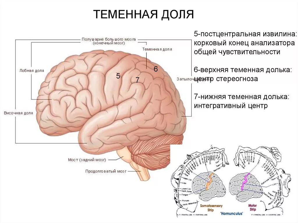 В затылочной доле мозга расположены. Задняя Центральная извилина теменной доли анализатор. Верхняя теменная долька мозга. Парацентральная долька теменной доли.