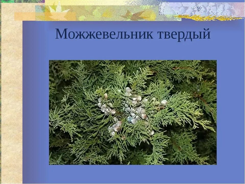 Суеверия можжевельника. Усыхание ветвей можжевельника. Ветка можжевельника. Суеверия можжевельника. Артыш можжевельник куст.