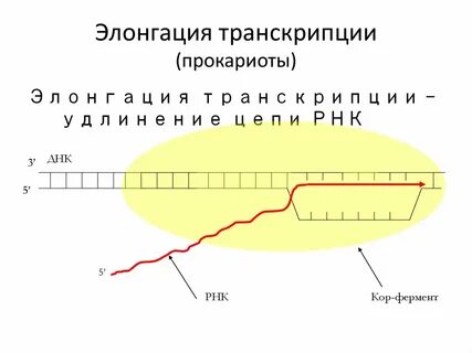 Элонгация