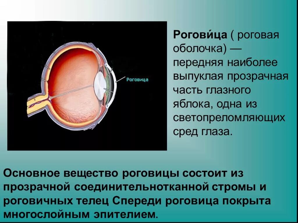 Роговица состоит из