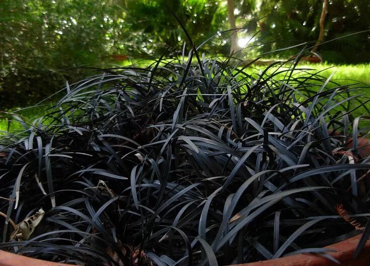 Что такое чернокорень и как он помогает бороться с мышами? Plants