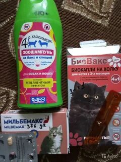 Хороший шампунь от блох для кошек