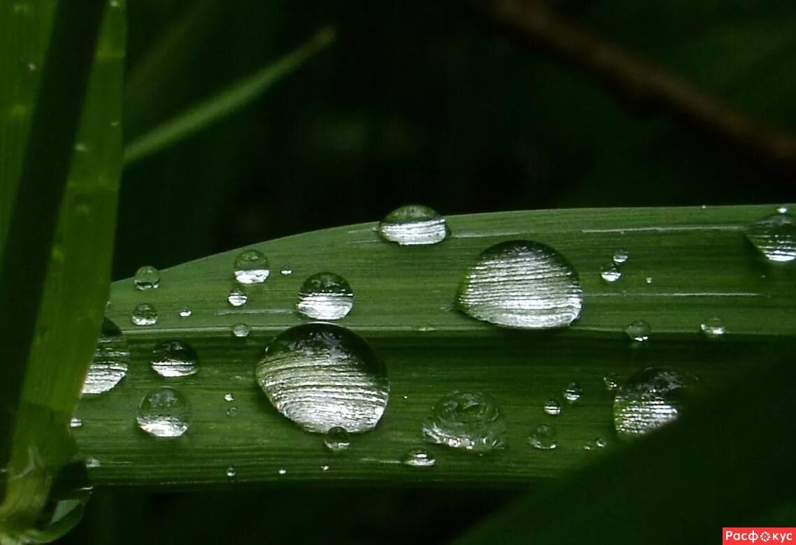 После дождя. Природа после дождя. Природа макро после дождя. Снимок растение после дождя.
