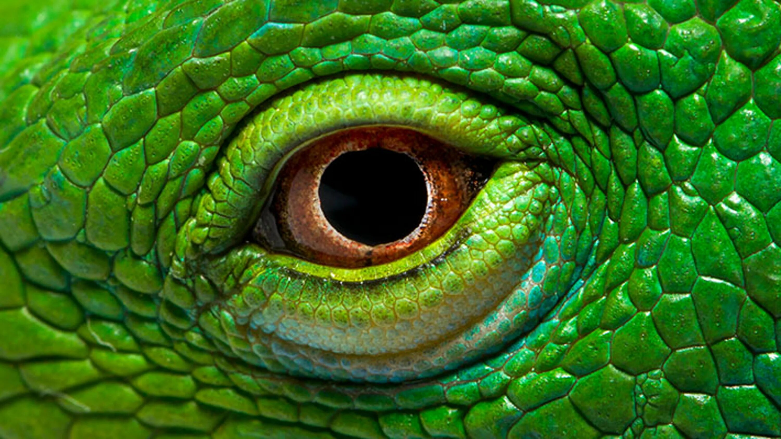 Ящерица 3 д. Глаз игуаны. Глаз зелёной игуаны. Игуана Варан глаз. Игуана 3 глаза.