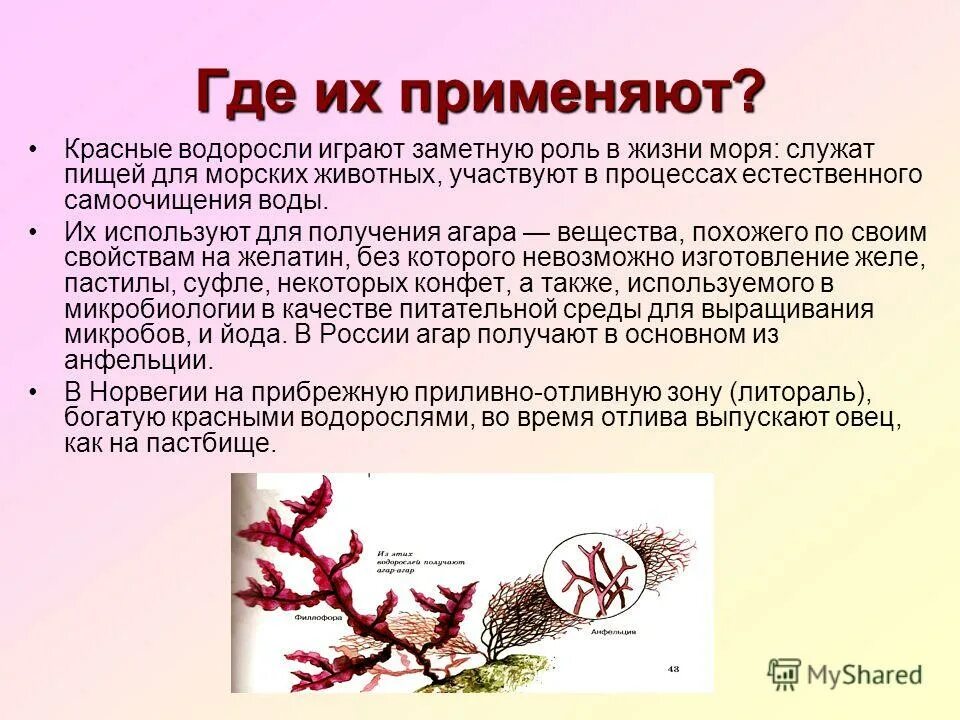 Проект водоросли. Красные водоросли биология 7 класс. Красные водоросли презентация. Водоросли презентация. Презентация на тему красные водоросли.