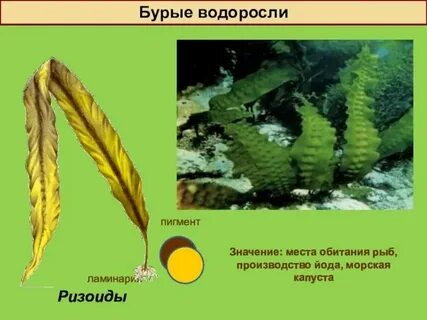 Особенности местообитания бурых водорослей