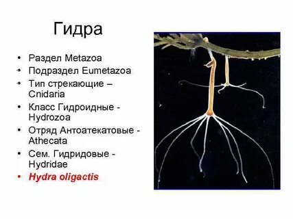 Пресноводную гидру относят к типу