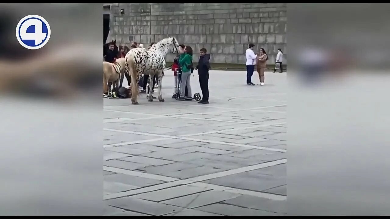 На девушку упала лошадь 19. Леха Володин лошади ЕКБ.