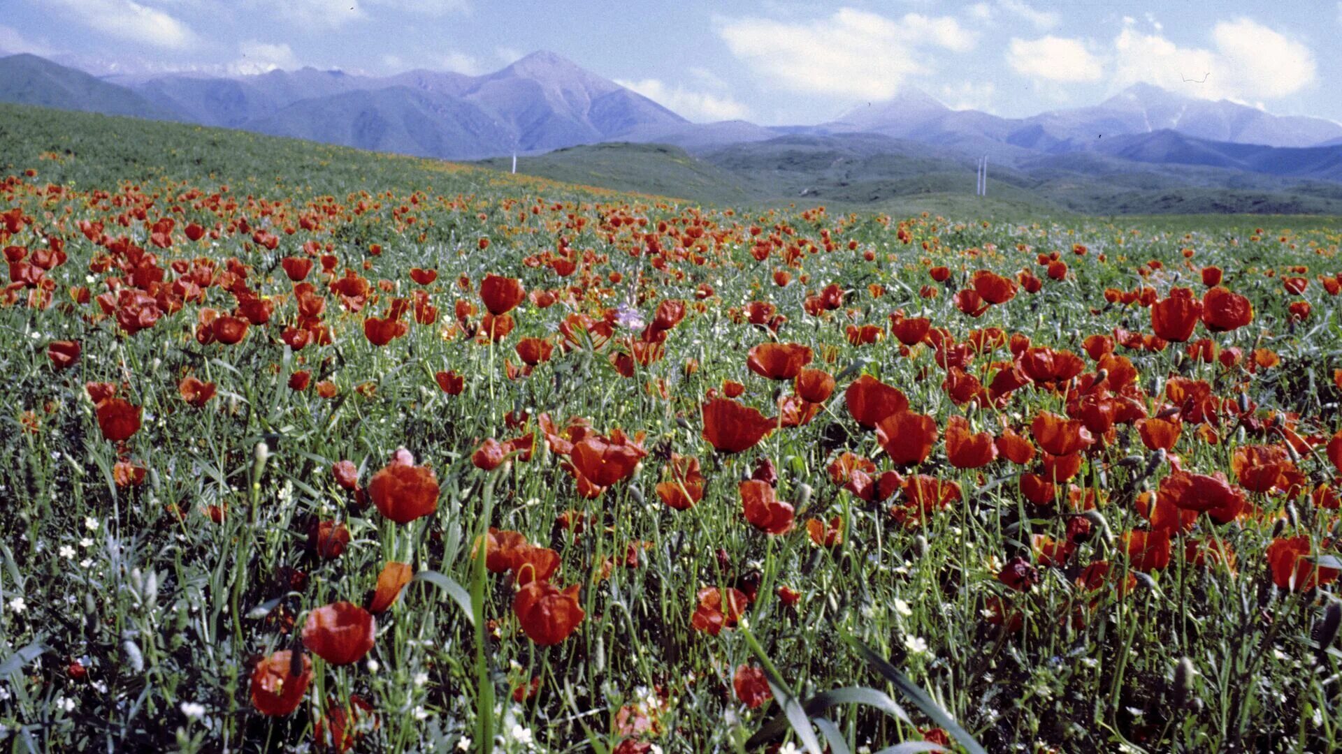 горные тюльпаны тянь шаня. тюльпан verandi. Tulipa agenensis. 15 февраля акция красный тюльпан. афган тюльпаны.