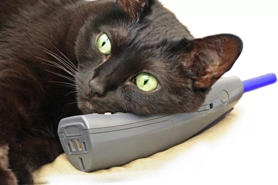 Кот говорит алло. Кошка с телефоном. Котенок с телефоном. Кот с мобильником. Кот с телефонной трубкой.