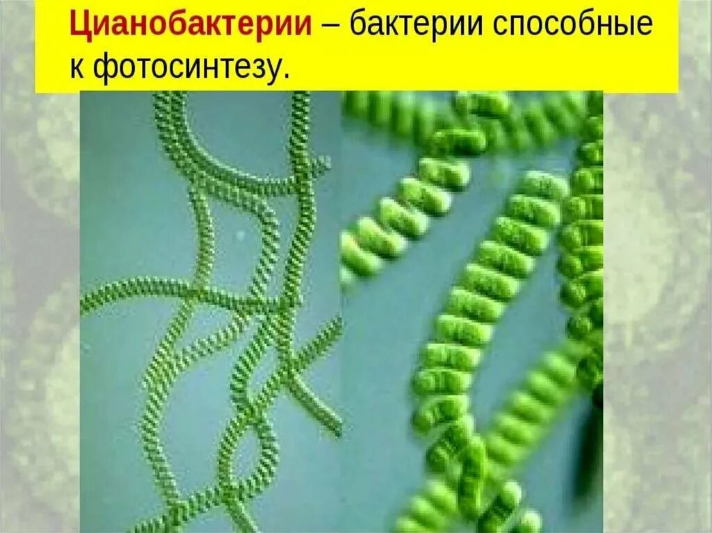 Синезелёные водоросли цианобактерии. Цианобактерии это в биологии 5 класс. Цианобактерии нити. Фотосинтезирующие цианобактерии. Появление фотосинтеза появление прокариот появление многоклеточных водорослей