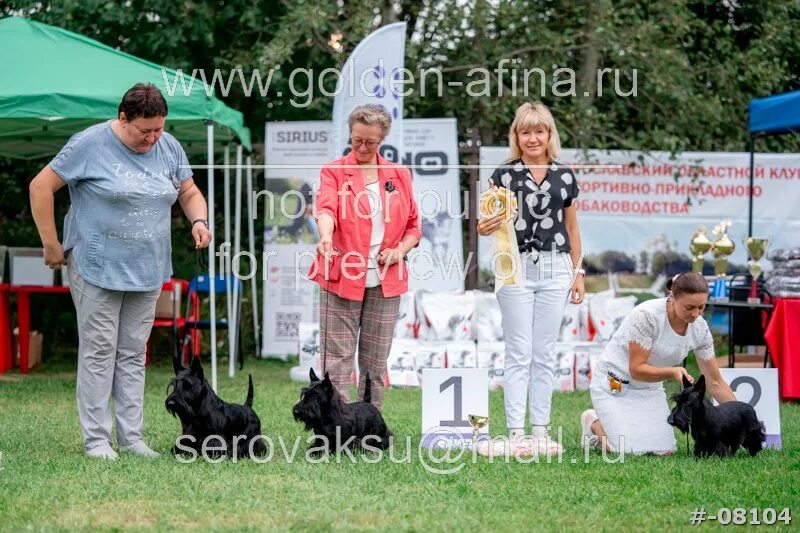 Французский бульдог выставка. Выставка собак ярославль. Выставка собак ярославль. Выставка охотничьих собак орел 2022 года. Всероссийская выставка охотничьих собак 2022.