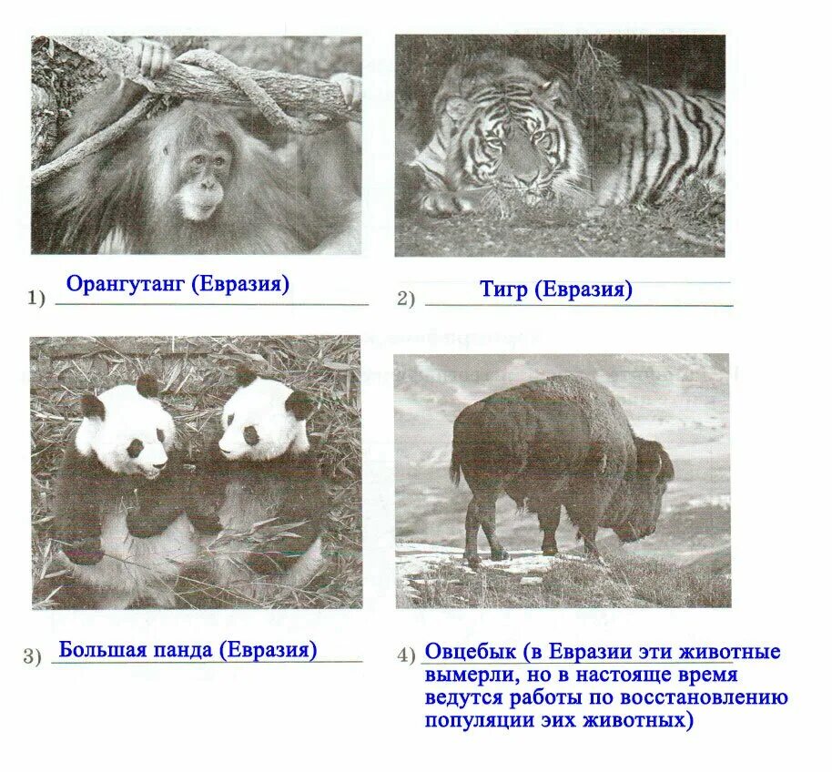 2 животных из евразии. Разнообразие природы, природные зоны Евразии. Животное Евразии. Разнообразие природы Евразии 7. География 7 класс разнообразие природы Евразии.