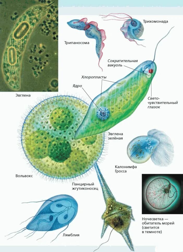 Хлоропласты жгутики. Трипаносома лямблии трихомонада. Класс жгутиковые паразиты. Вакуоли жгутиковые. Фитомонадовые жгутиконосцы.