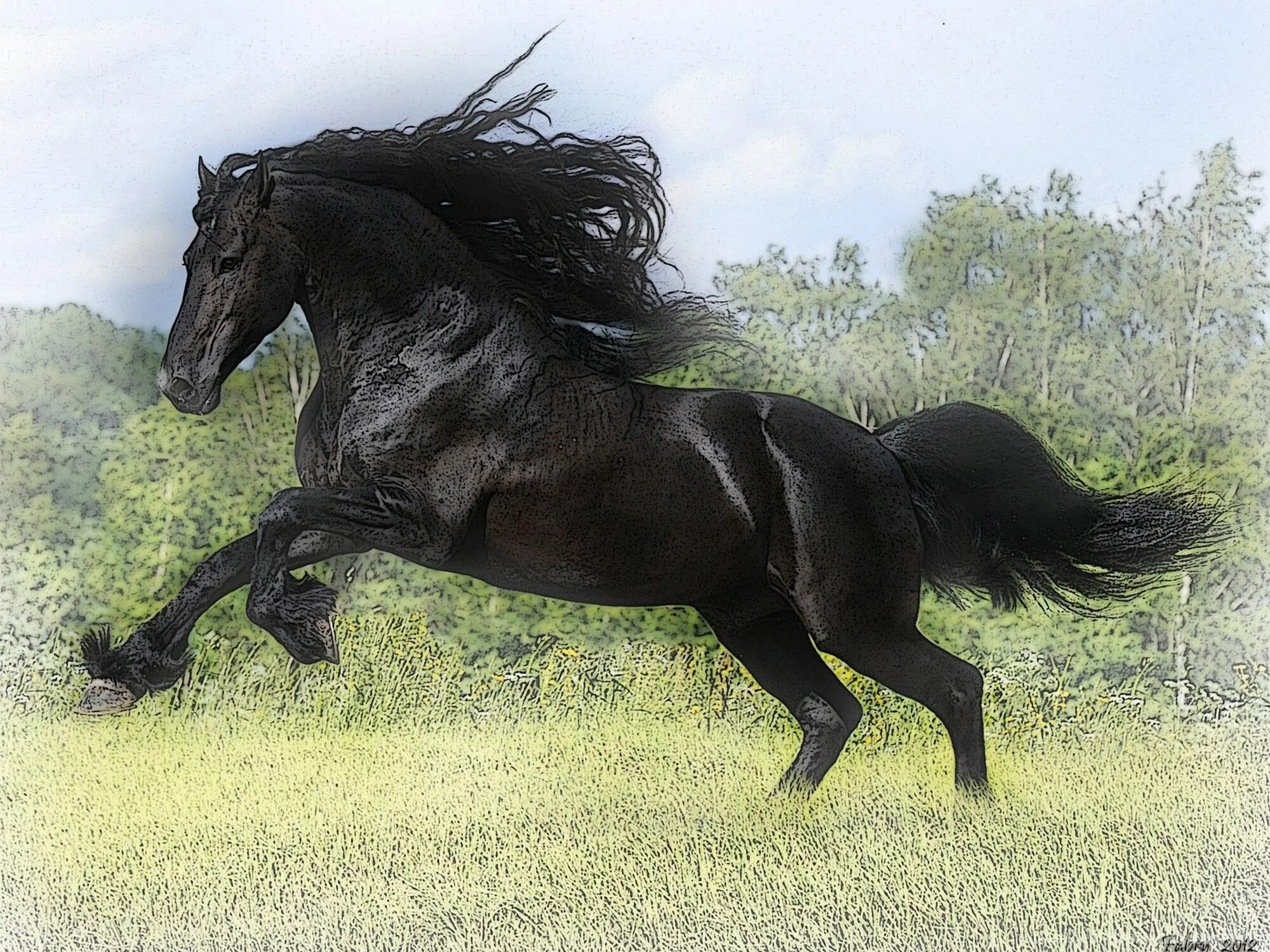 Про черного коня. Фризская лошадь. Мустанг лошадь черный. Лошадь породы Мустанг черный. Черный жеребец.
