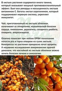Вред облепихи для организма человека какая