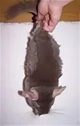 Инсульт у шиншиллы