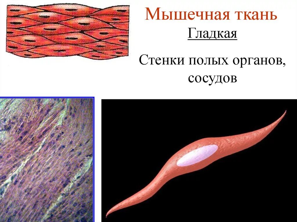 Строение клетки гладкая мышечная ткань. Строение клетки гладкой мышечной ткани. Веретенообразная клетка гладкой мышцы. Клетка гладкой мышечной ткани рисунок. Гладкая мышечная ткань веретеновидные клетки.