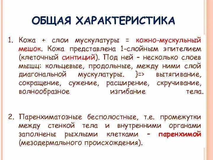 Один слой мышц в кожно мускульном мешке. В кожно-мускульном мешке аскариды мускулатура представлена. общая характеристика кожи. синтиции.