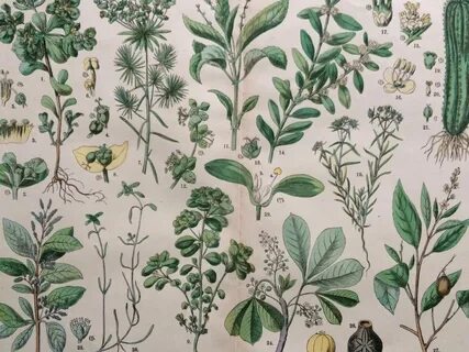 Botany