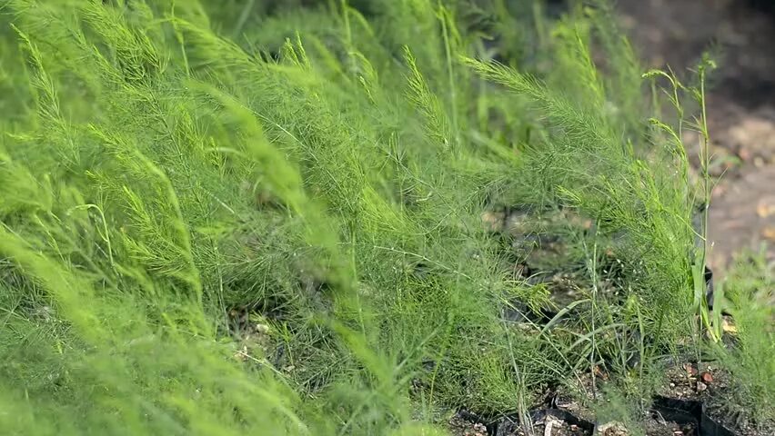 Account Temporary On Hold in 2022 Asparagus plant, Wild plants, Asparagus