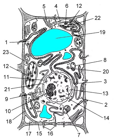 Растительная клетка рисунок схематично. Схема строения растительной клетки рисунок. Рисунок строения растительной клетки с обозначениями. Строение растительной клетки 10. Строение клетки растения рисунок.