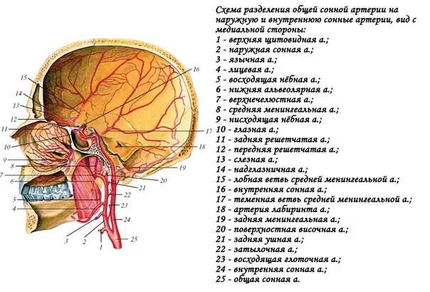 Ветви наружной сонной артерии медунивер. Внутренняя Сонная артерия на клиновидной кости. Топографическая анатомия внутренней сонной артерии. Менингеальная ветвь внутренней сонной артерии.