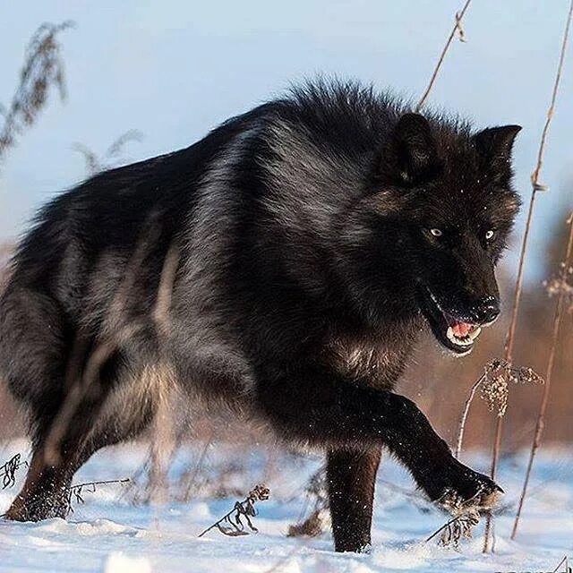 Как выглядит самый большой волк Wolf Savage Encounters