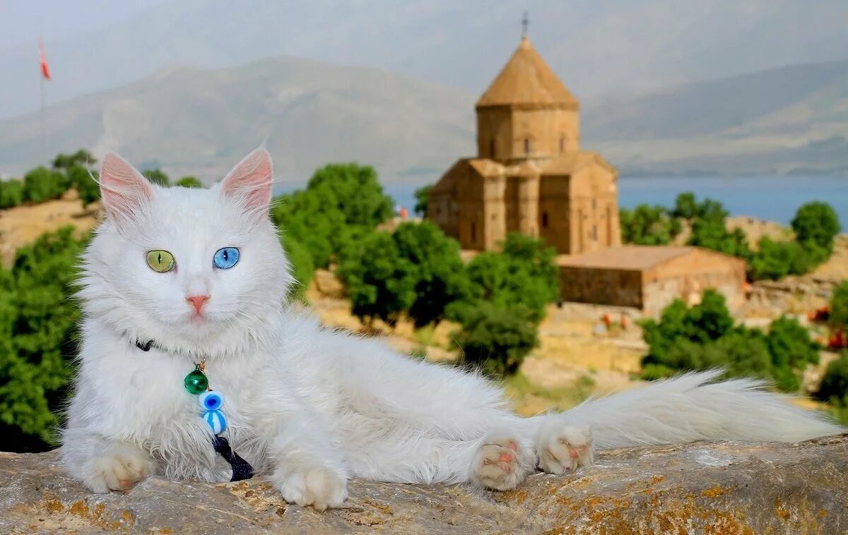 Котята озерах