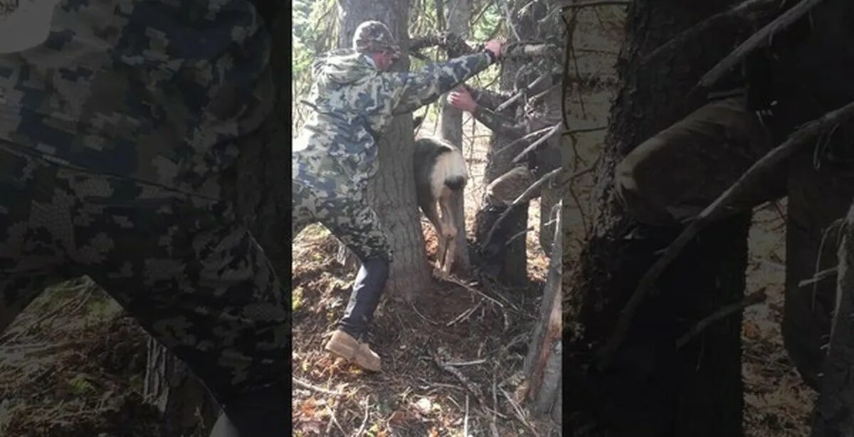 Застряли лось между сосен. Застряла в лесу между деревьев. Застряла между деревьев. Олень застрял между деревьев. Инопланетяне застряли между деревьев.