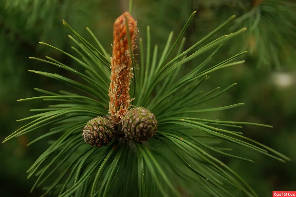 Похоже на хвойное. Pinus pinea шишки. Сосна Бунге шишка. Пиния (Pinus pinea). Сосна Тунберга шишки.