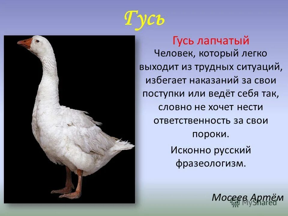 Как можно назвать гуся девочку