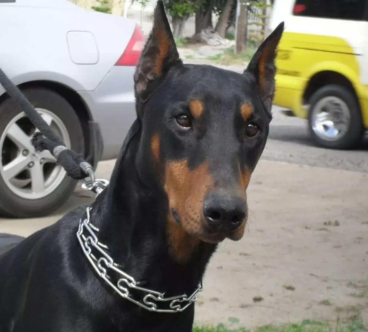 Доберман некупированный. Доберман не купированный. Доберман с некупированными ушами и хвостом. Доберман купированный и некупированный. Доберман с некупированными хвостом.