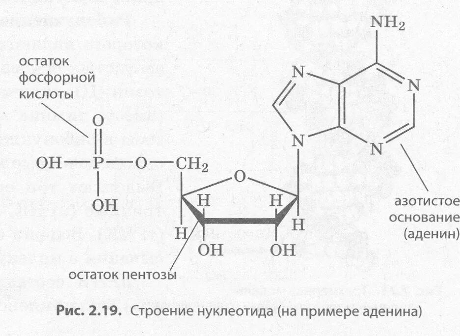 Аденин строение нуклеотида. Схема строения нуклеотида ДНК. Нуклеозид аденина. Формула нуклеотида аденина.