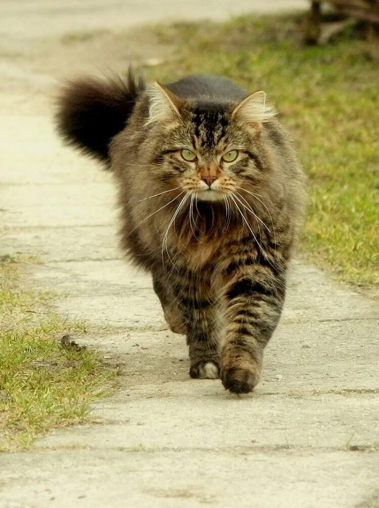 Кот ушел из дома весной. Кошки. Кот идет. Кот идет вперед. Кошка идет по дороге.