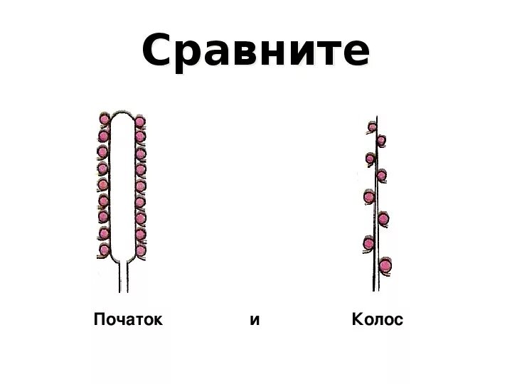 Соцветие початок схема. Простой початок соцветие схема. Рисунок соцветия початок. Тип соцветия початок. Сложный початок