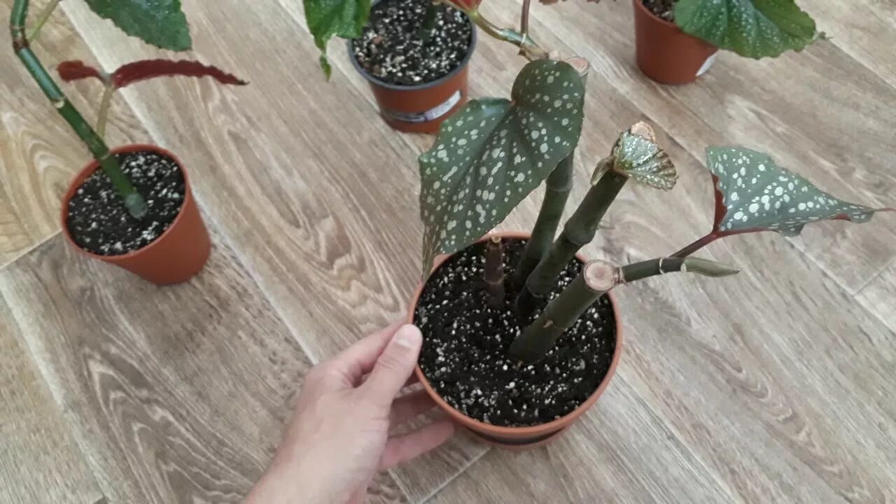 Бегония коралловая. Как формировать бегонию. Бегония коралловая черенки. Как формировать бегонию. Бегония клубневая ростки.