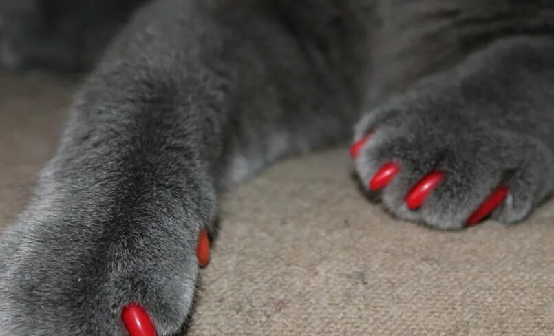 Коготками окончание. Коготками окончание. Разбор слова по составу 4 класс карточки с ответами. Кошачий коготь. Силиконовые накладки на когти для кошек.