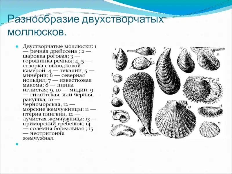 Какие виды моллюсков. Раковина двустворчатых 7 класс биология. Двустворчатые Речная дрейссена. Биология 7 класс Тип моллюски класс двустворчатые. Двухстворчатые моллюски биология 7 класс.