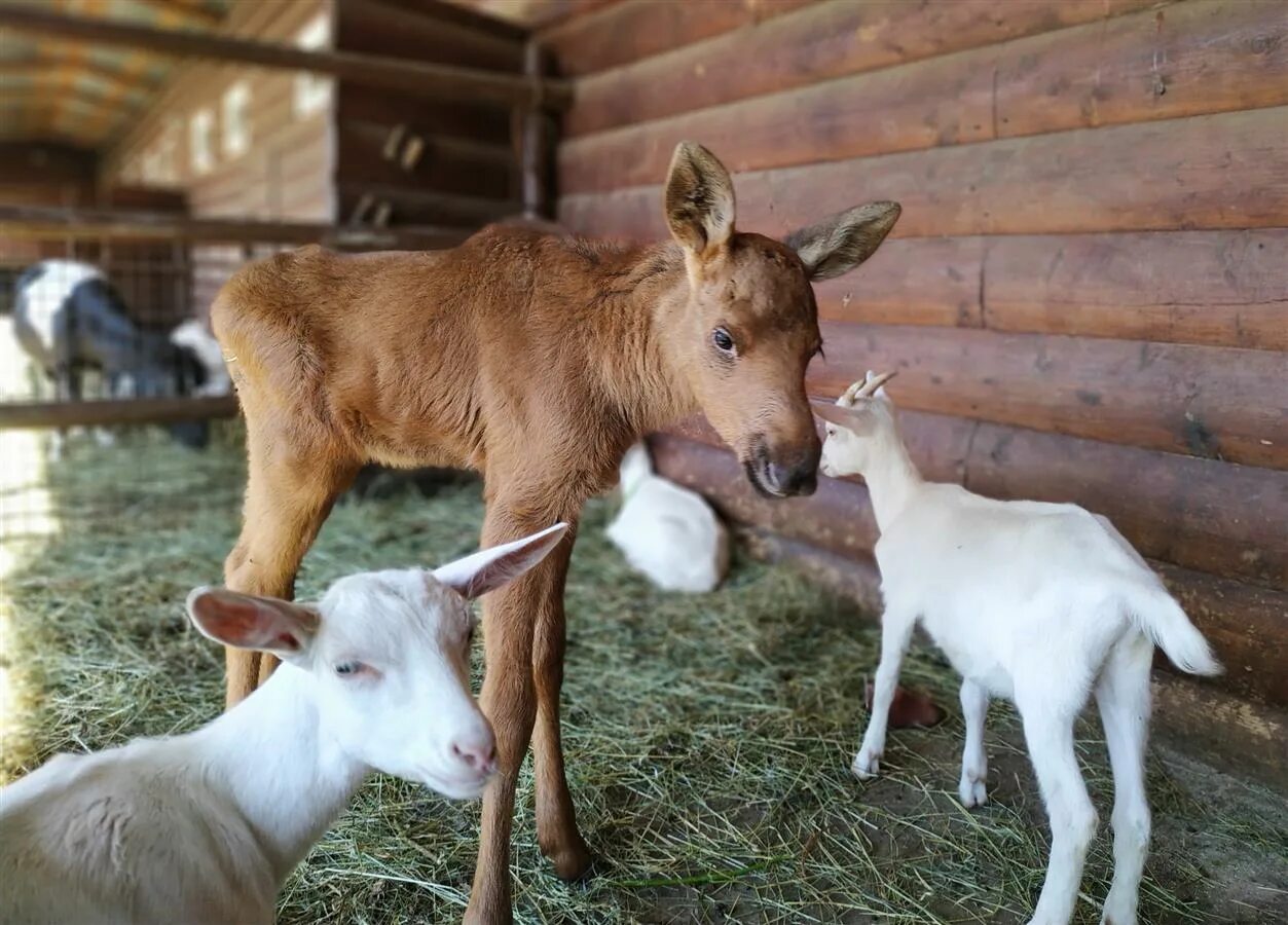 Самарский зоологический зоопарк. Самара зоопарк на ново садовой. Зоопарк самара. Самарский зоопарк самара. Домашние животные самары.